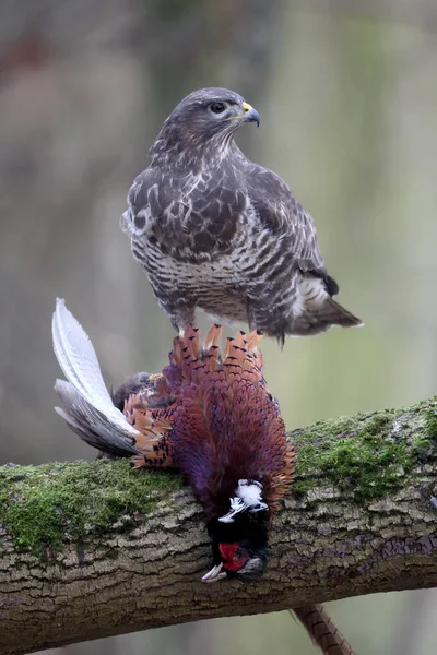 Yaygın Şahin, Buteo buteo — Stok fotoğraf