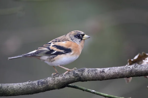 Pinson du Nord, fringilla montifringilla — Photo