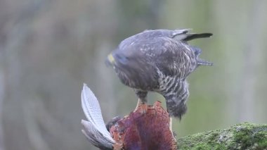 Bayağı şahin, Buteo buteo, ölü sülün tek kuş