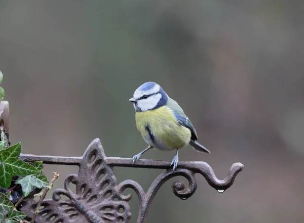 青シジュウカラ、cyanistes caeruleus — ストック写真