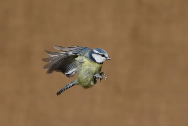 Голубая синица, Cyanistes caeruleus — стоковое фото