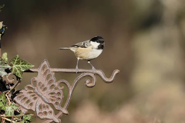 Mésange charbonnière, Périparus ater — Photo