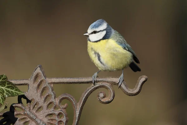 Blaumeise, Cyanistes caeruleus — Stockfoto