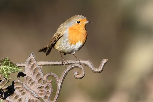 Robin, Erithacus rubecula — Stockfoto