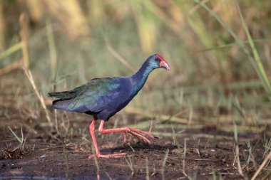 Afrika Delta, Porphyrio madagascariensis