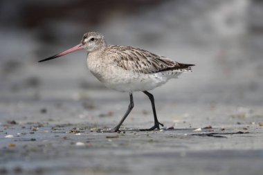 Çubuklu Godwit, Limosa Lapponica