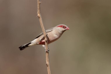 Kara sırtlı waxbill, Estrilda troglodytes,  