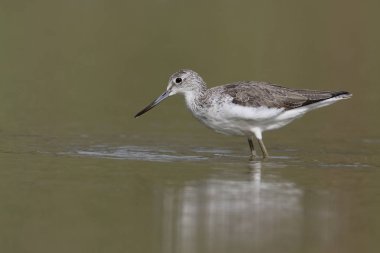 Greenshank, Tringa nebularia