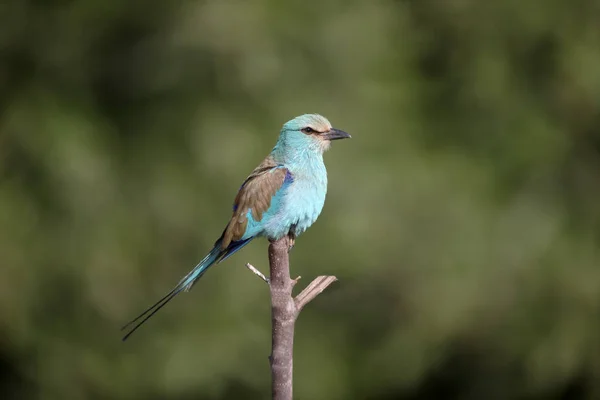 Abyssinian Roller, Coracias abyssinica — Stock Photo, Image