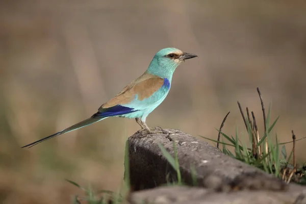 Abyssinian Roller, Coracias abyssinica — Stock Photo, Image