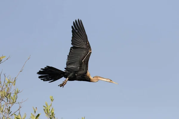 Afrikansk ormhalsfågel Anhinga rufa — Stockfoto