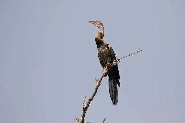 African darter, Anhinga rufa — Stock Photo, Image