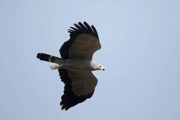 Assediador-falcão-africano, Polyboroides typus — Fotografia de Stock