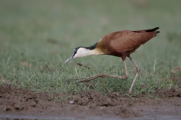 Afrika jacarna, Actophilornis africanus — Stok fotoğraf