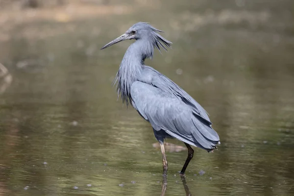 黒鷺、Egretta ardesiaca — ストック写真