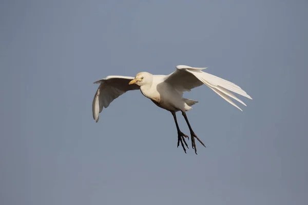 Cattle egret, Bubulcus ibis — Stock Photo, Image