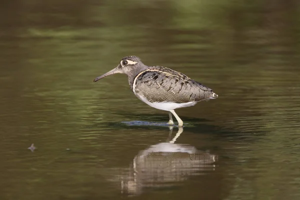 Bekassine, rostratula benghalensis — Stockfoto