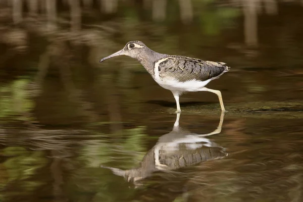 Snipe pintada, Rostratula benghalensis —  Fotos de Stock