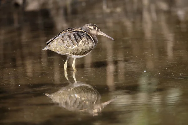 Większa malowane snipe, Wikispecies bengalski — Zdjęcie stockowe