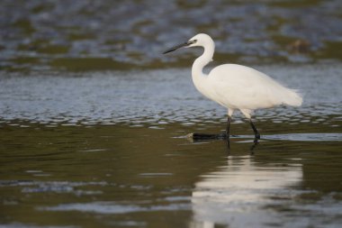 Küçük ak balıkçıl, egretta garzetta  