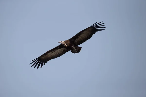 Buitre encapuchado, Necrosyrtes monachus —  Fotos de Stock