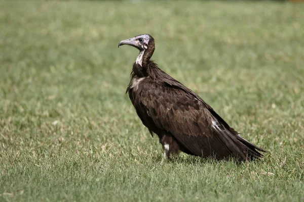 Avvoltoio incappucciato, Necrosyrtes monachus — Foto Stock