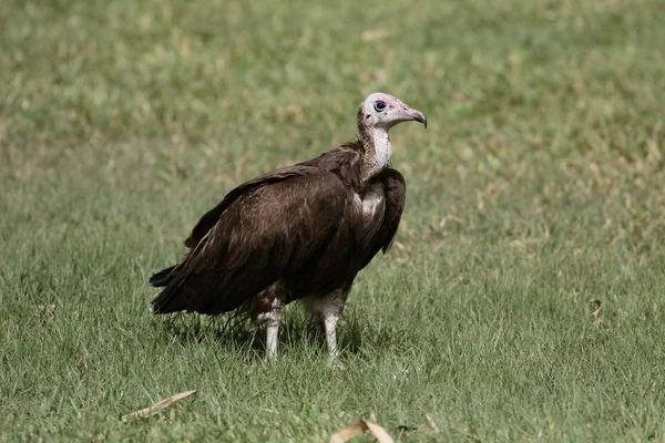 Avvoltoio incappucciato, Necrosyrtes monachus — Foto Stock