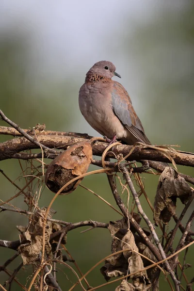 Laughing dove, Streptopelia senegalensis — Stock Photo, Image