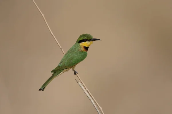 Comedor de abelhas, Merops pusillus — Fotografia de Stock