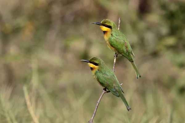 Comedor de abelhas, Merops pusillus — Fotografia de Stock