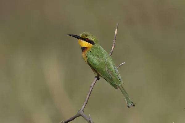 Little bee-eater, Merops pusillus — Stock Photo, Image