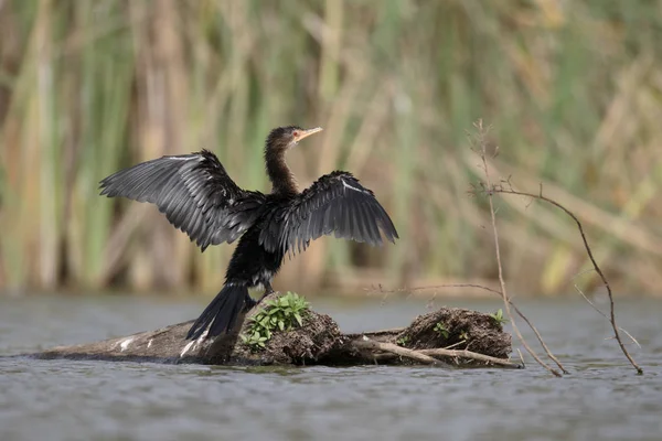 Long-tailed cormorant, Phalacrocorax africanus — Stock Photo, Image