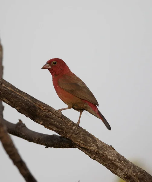 Kırmızı gagalı firefinch, Lagonosticta senegala — Stok fotoğraf