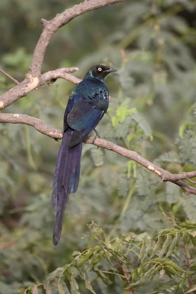 Long-tailed starling, Aplonis magna — Stock Photo, Image