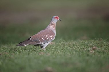 Benekli güvercin, Columba Gine
