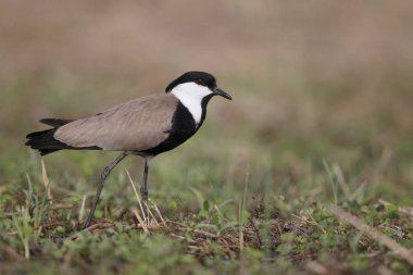 Mahmuz kanatlı cılıbıt, Vanellus spinosus