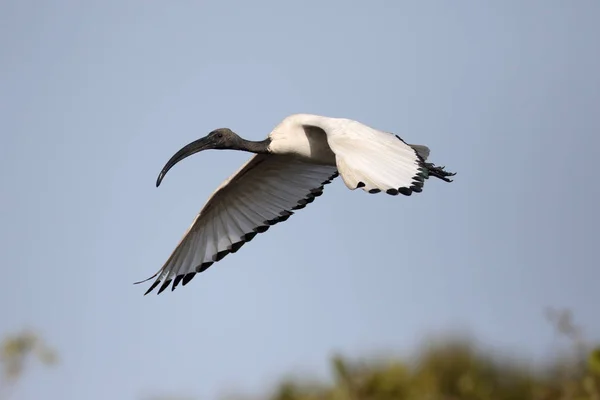 Sacred ibis czczony (threskiornis aethiopicus) — Zdjęcie stockowe