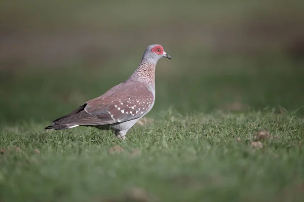 Pigeon moucheté, Columba guinea — Photo