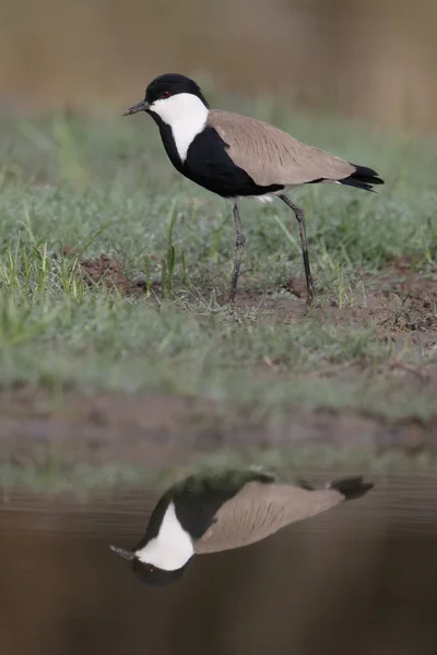 Lama alata, Vanellus spinosus — Foto Stock