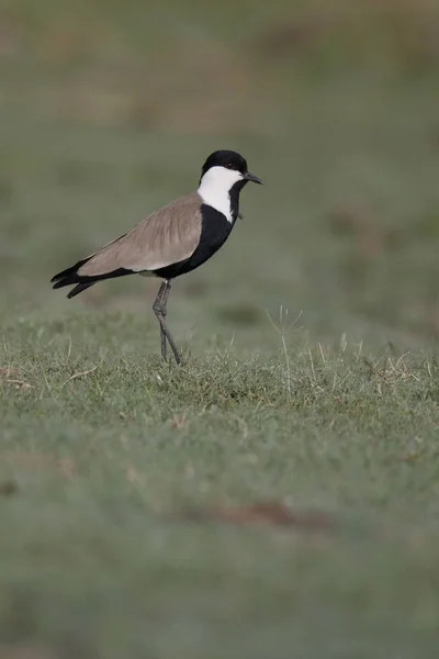 Vanellus spinosus Spur okřídlený kulík — Stock fotografie