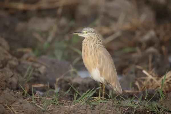 Squacco Heron, Ardeola rfelides — стоковое фото