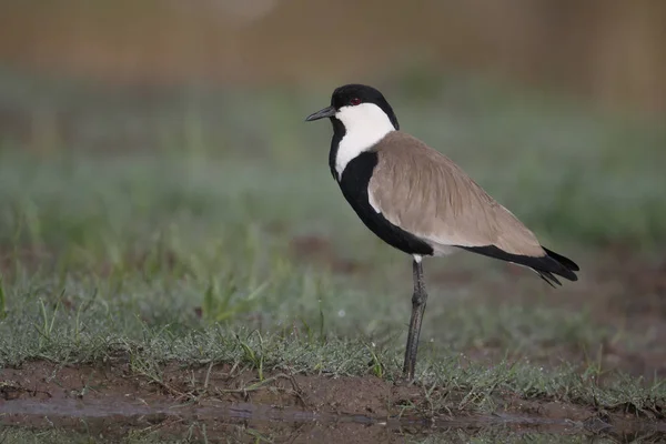 Pluvier à ailes droites, Vanellus spinosus — Photo