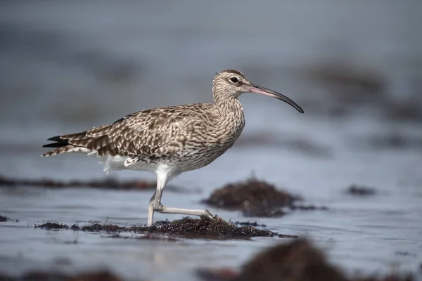 Maçarico-galego, numenius phaeopus — Fotografia de Stock