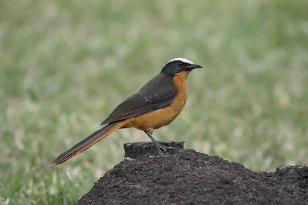 Coronado blanco robin-chat, Cossypha albicapilla — Foto de Stock