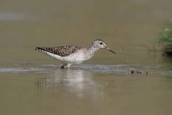 Waldwasserläufer, Tringa glareola — Stockfoto