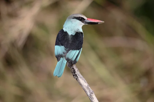 Woodland kingfisher, Halcyon senegalensis — Stock fotografie