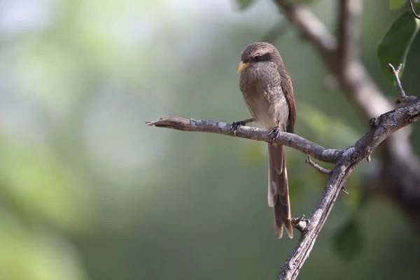 Gelbschnabelwürger, Corvinella corvina — Stockfoto