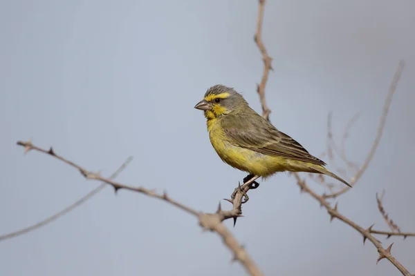 Yellow-fronted canary, Serinus mozambicus — Stock Photo, Image