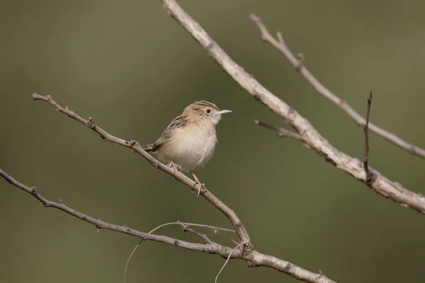 Zitting cisticola eller Bredstjärtad skogssångare, Cisticola juncidis — Stockfoto