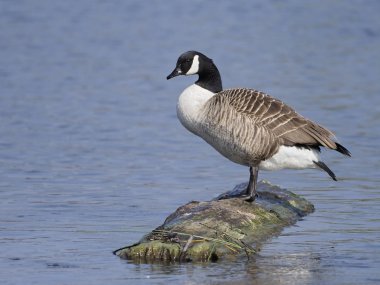 Kanada kazı, Branta kanadensis